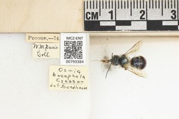 Media type: image;   Entomology 793384 Aspect: Labels